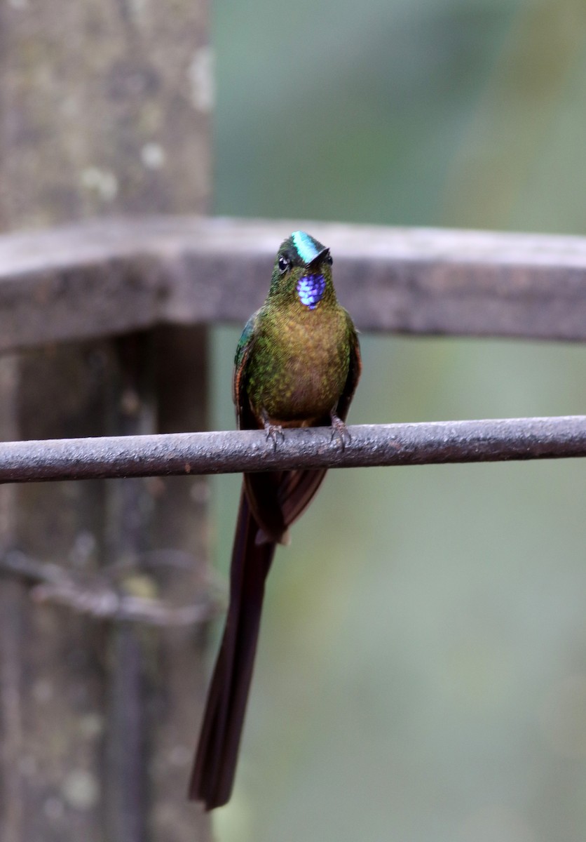 Violet-tailed Sylph - ML25355731