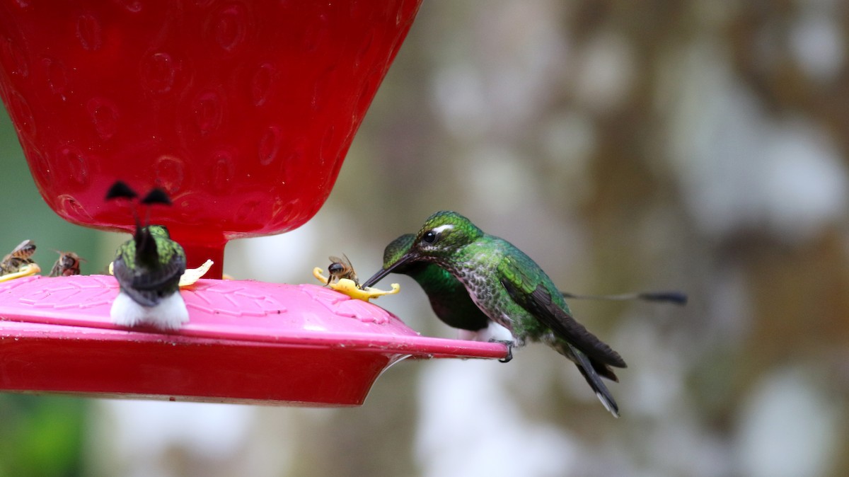 White-booted Racket-tail - ML25355751
