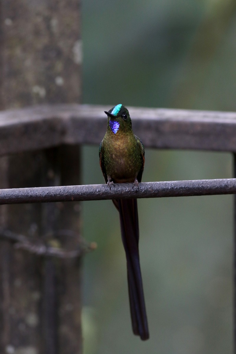 Violet-tailed Sylph - ML25355771