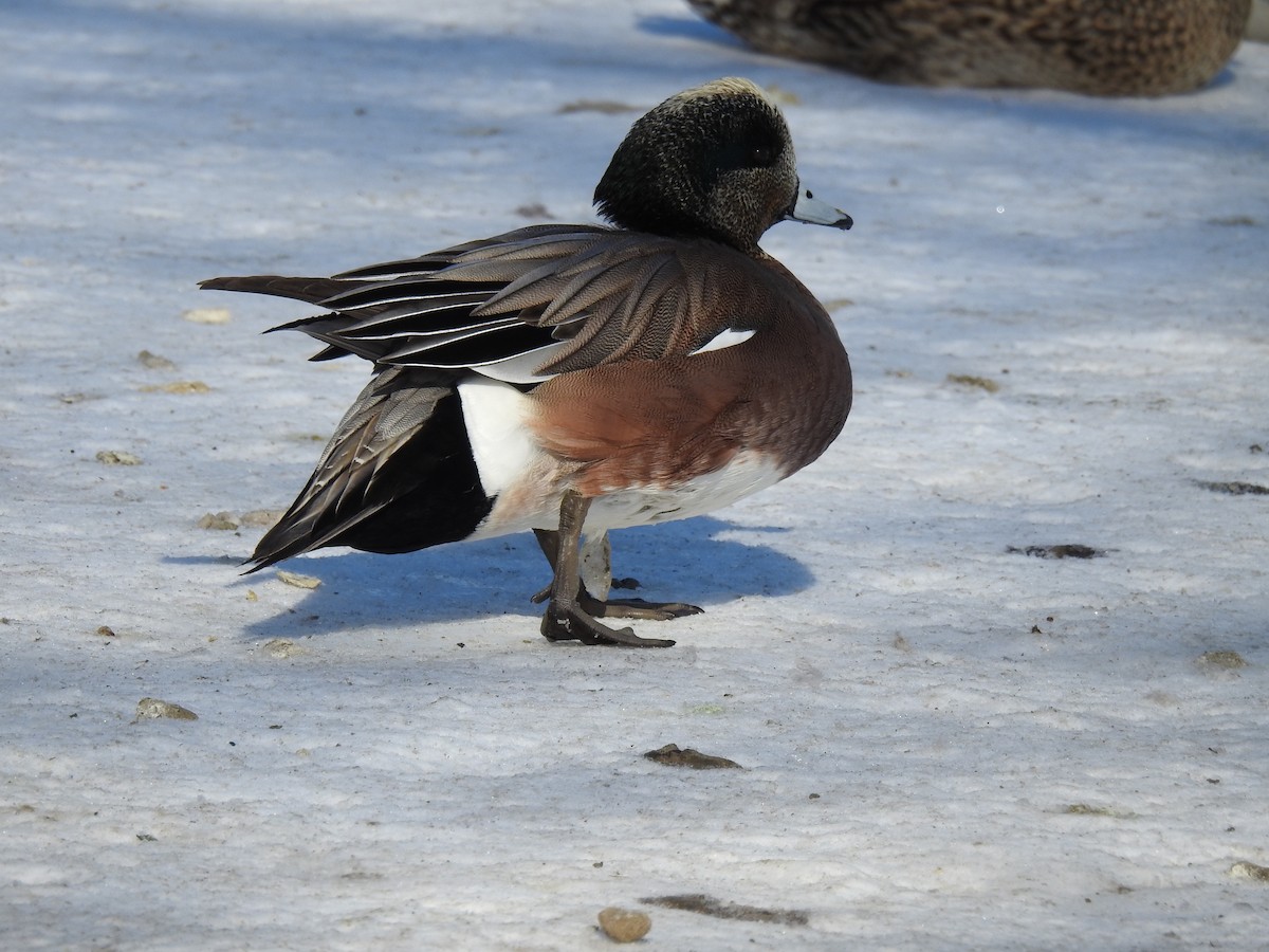 American Wigeon - Vincent Marcoux