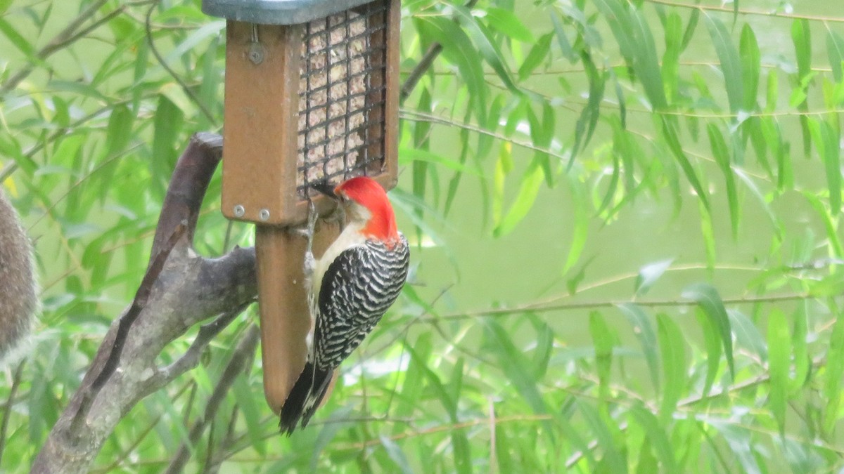 Red-bellied Woodpecker - ML253566591