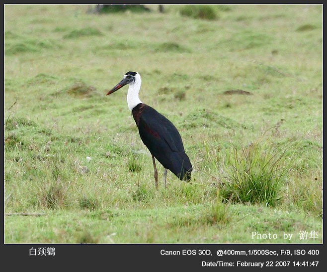 Asian Woolly-necked Stork - Qiang Zeng