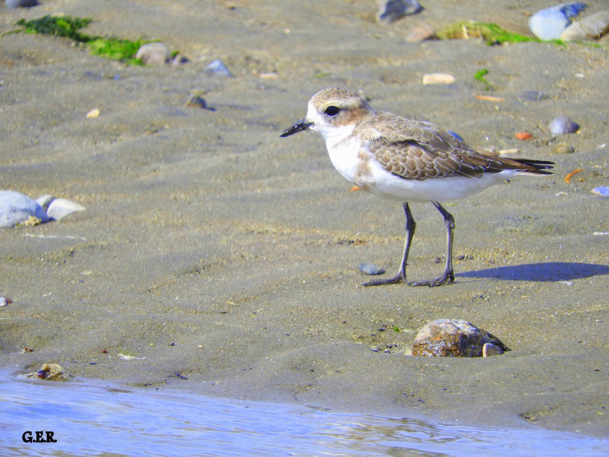 Two-banded Plover - ML253575381