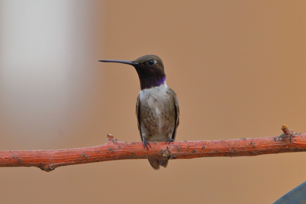 Black-chinned Hummingbird - ML253578921