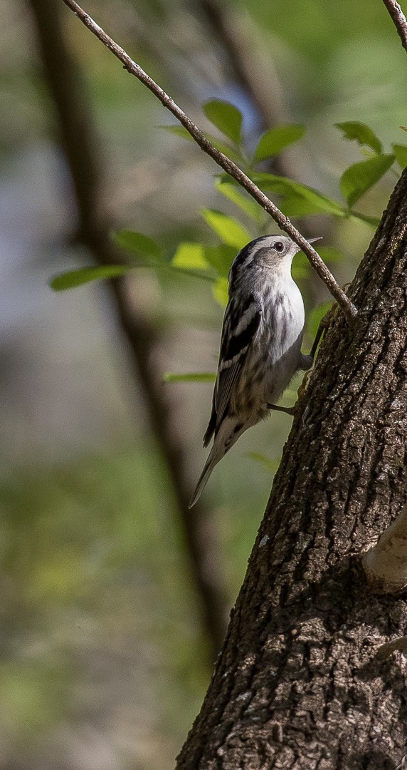 Black-and-white Warbler - ML25359081