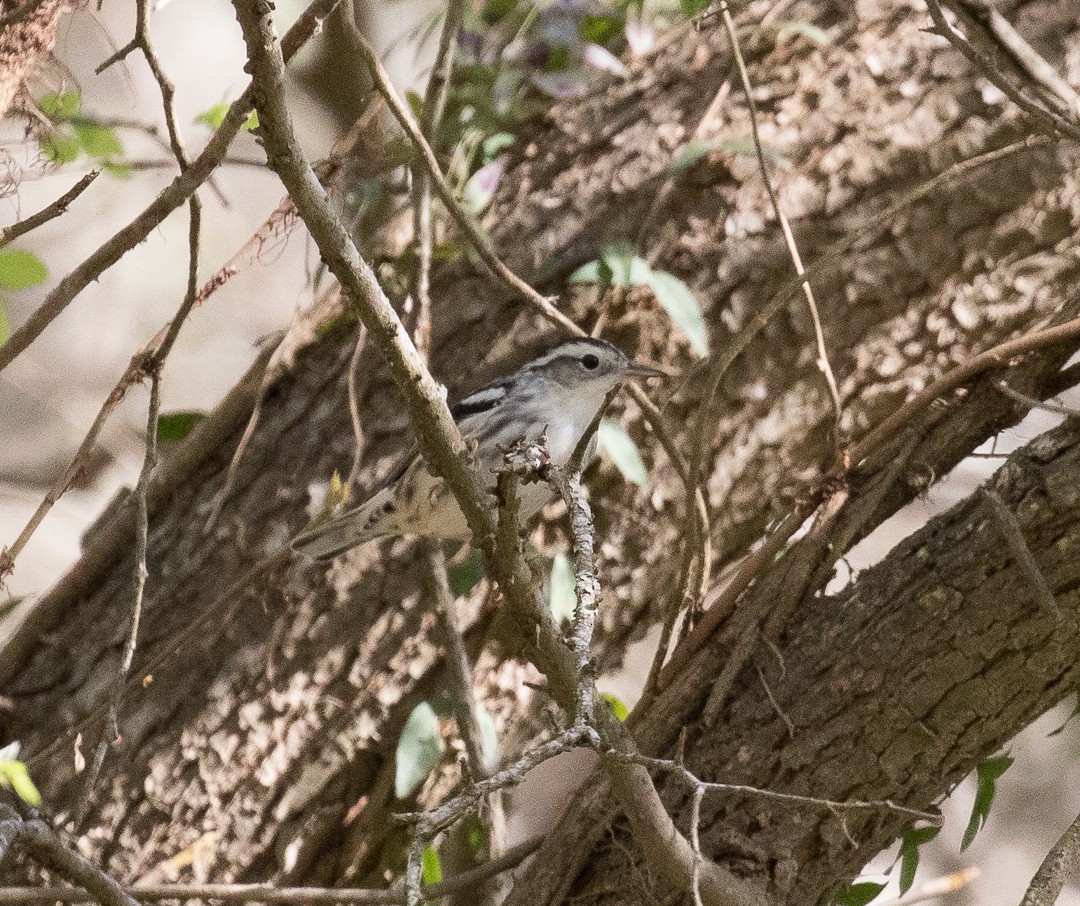 Black-and-white Warbler - ML25359091