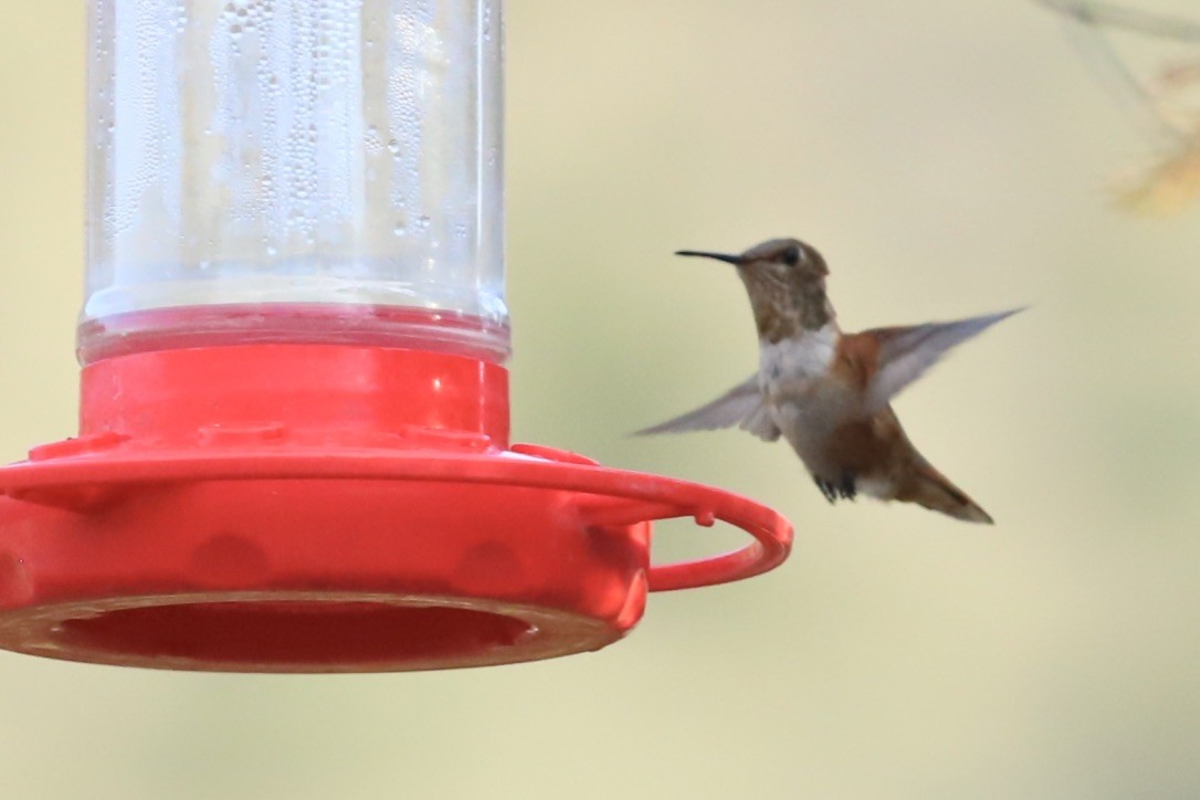 Allen's Hummingbird - Nicholas Pederson