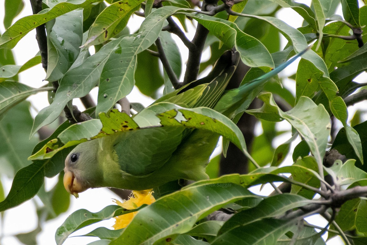 Plum-headed Parakeet - Vivek Saggar