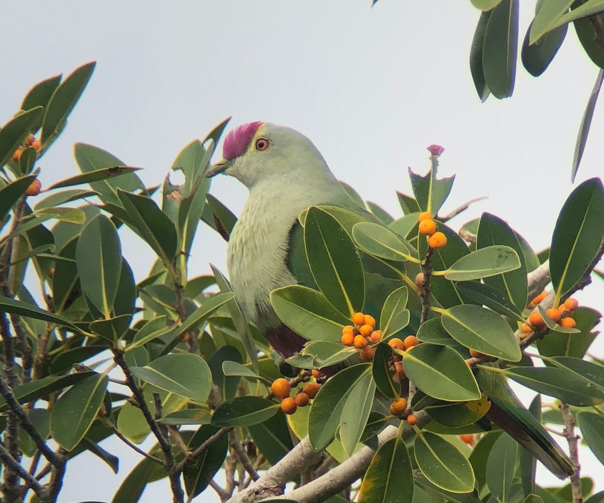 Red-bellied Fruit-Dove - Michael Leven