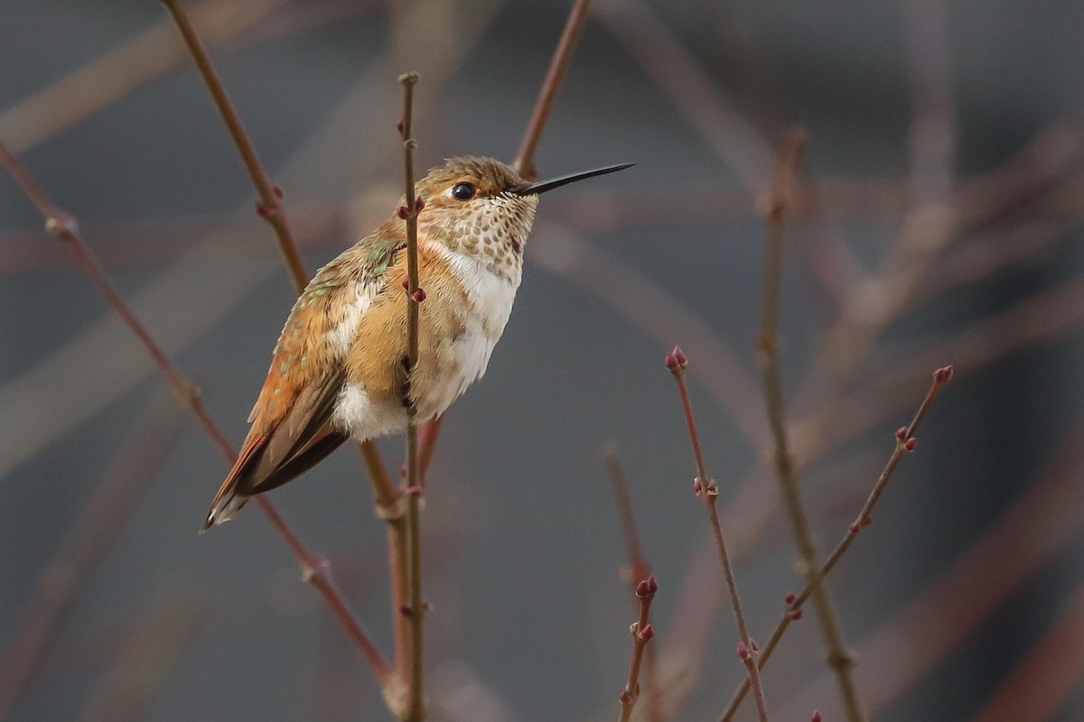 Rufous Hummingbird - Matt Felperin