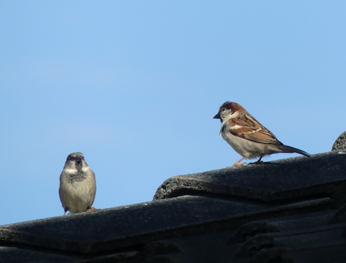 House Sparrow - Andrew Sides