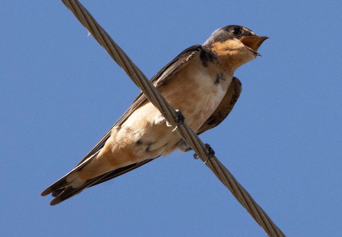 Barn Swallow - ML253606811