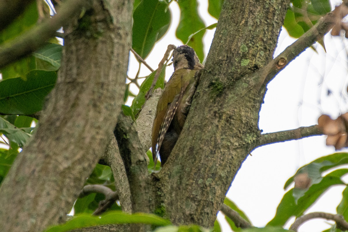 Gray-headed Woodpecker - Vivek Saggar