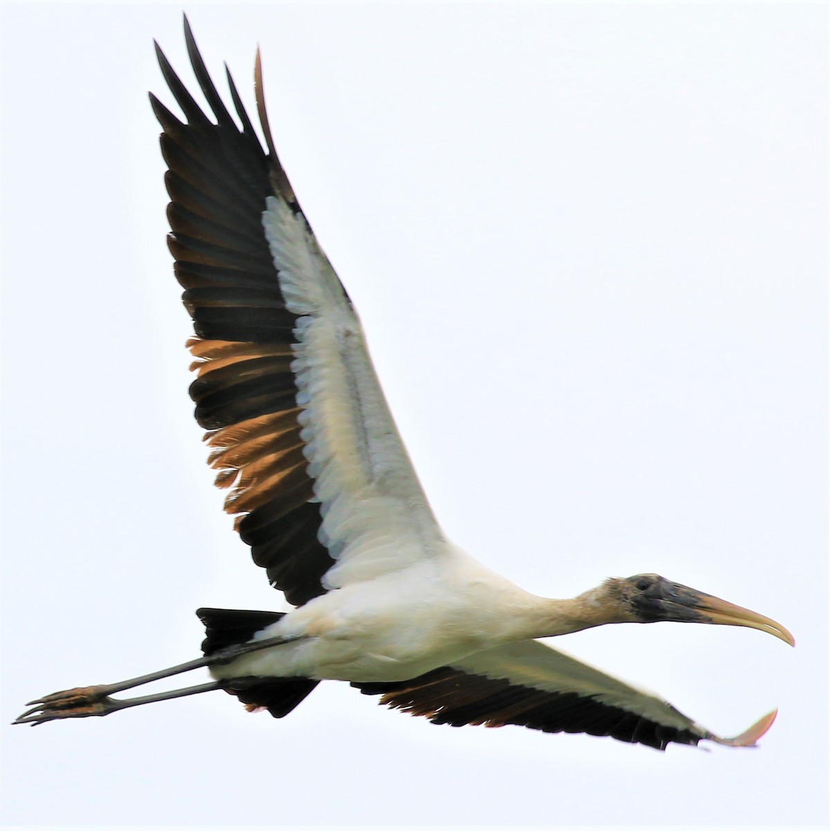 Wood Stork - ML253608171