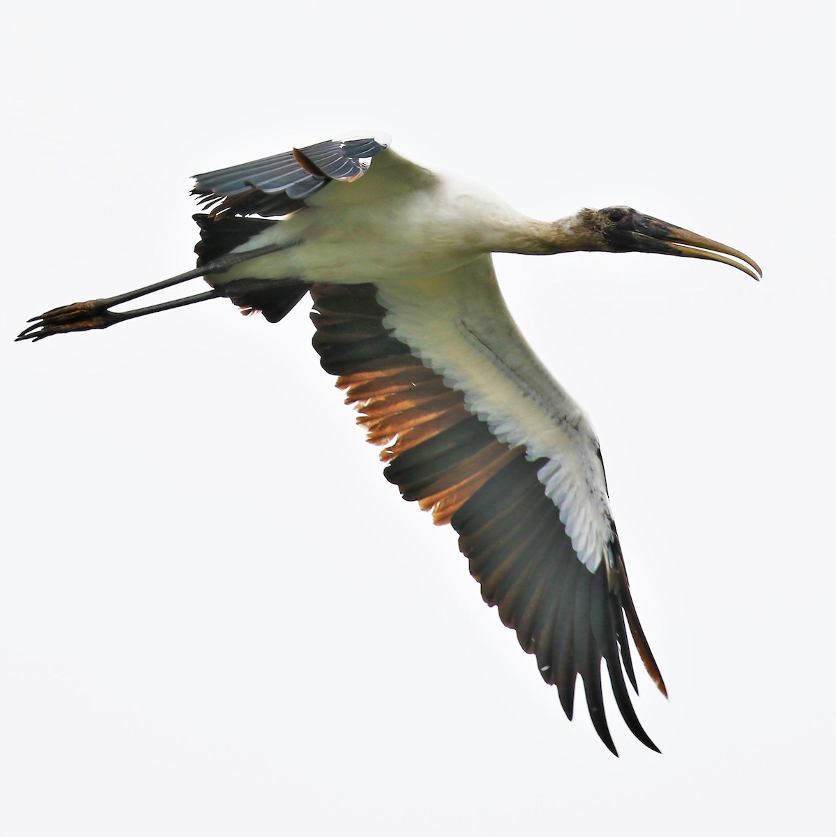 Wood Stork - ML253608181