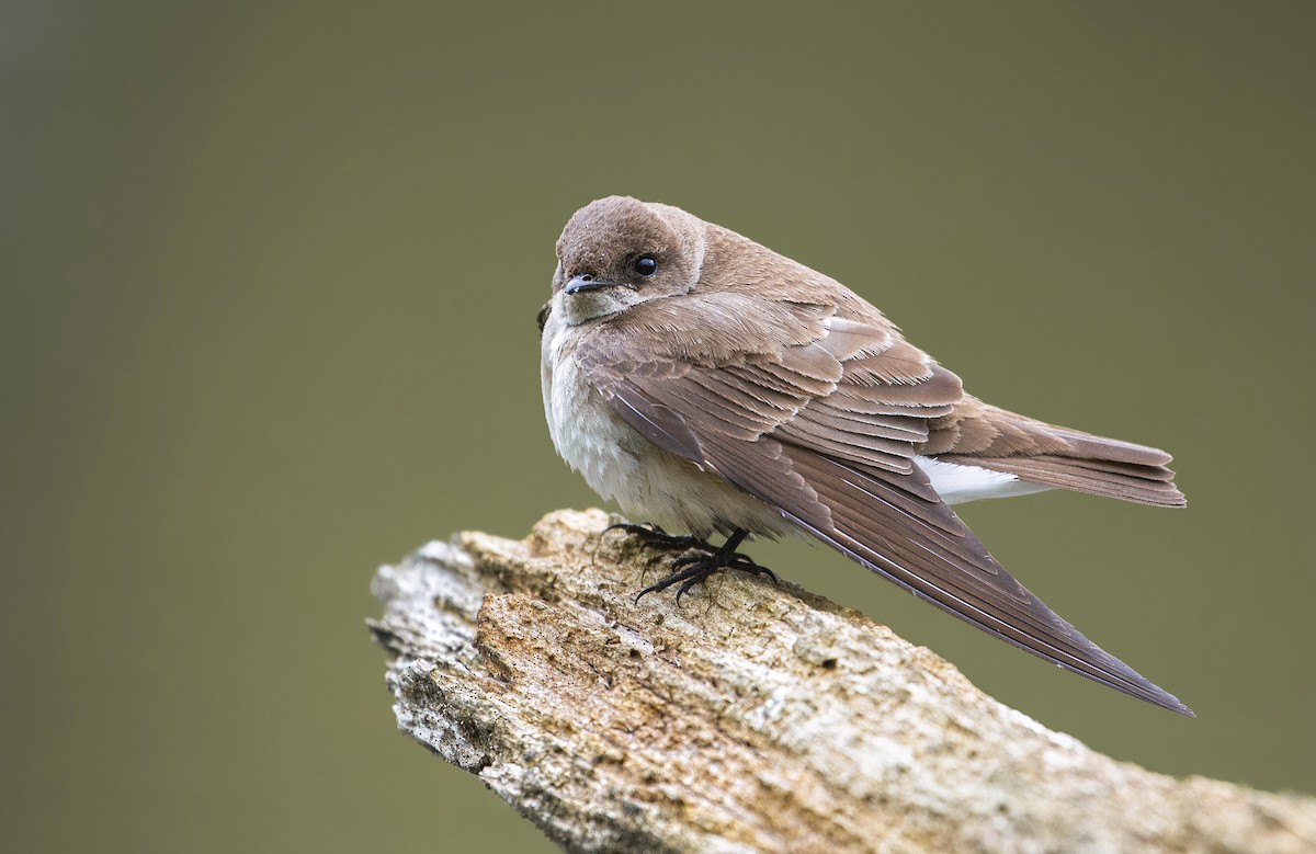 Northern Rough-winged Swallow - ML253611871
