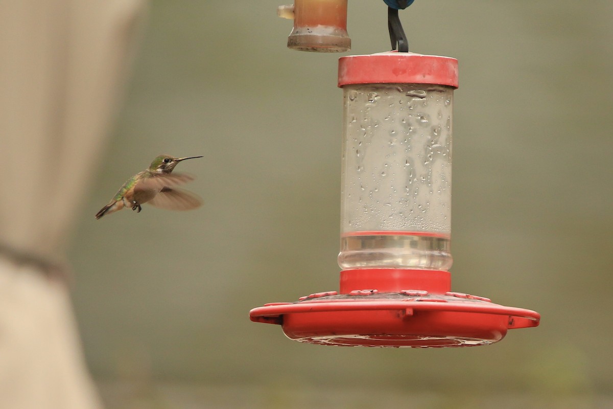 Calliope Hummingbird - ML253611991