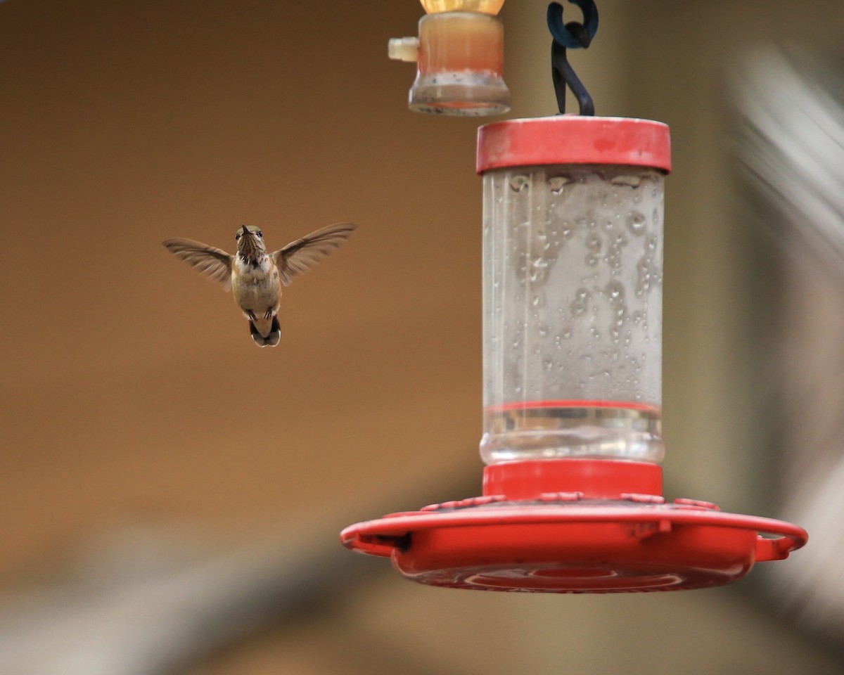 Calliope Hummingbird - ML253612031