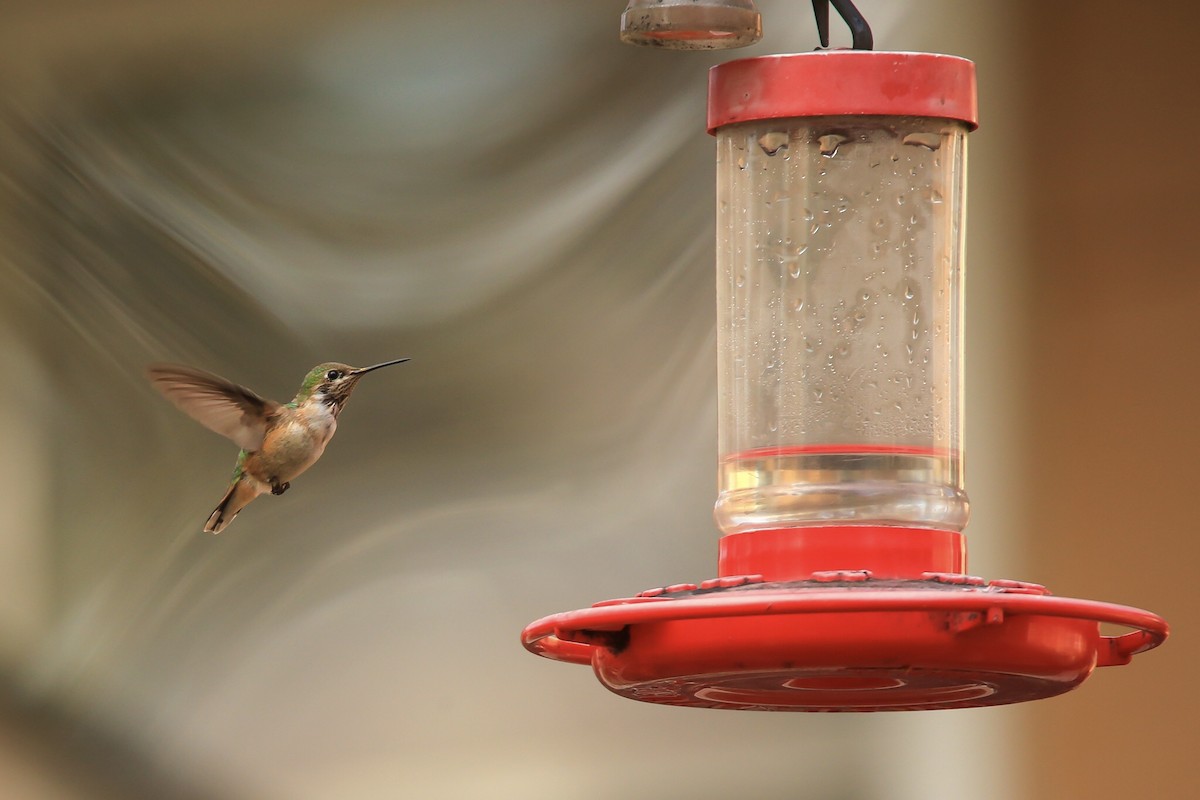 Calliope Hummingbird - ML253612051