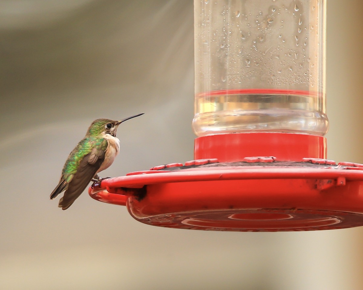 Calliope Hummingbird - ML253612061