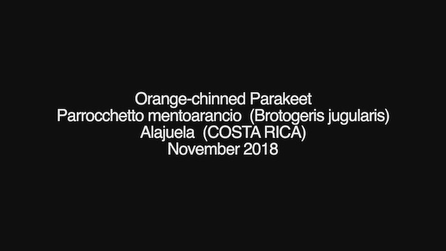 Orange-chinned Parakeet - ML253612271