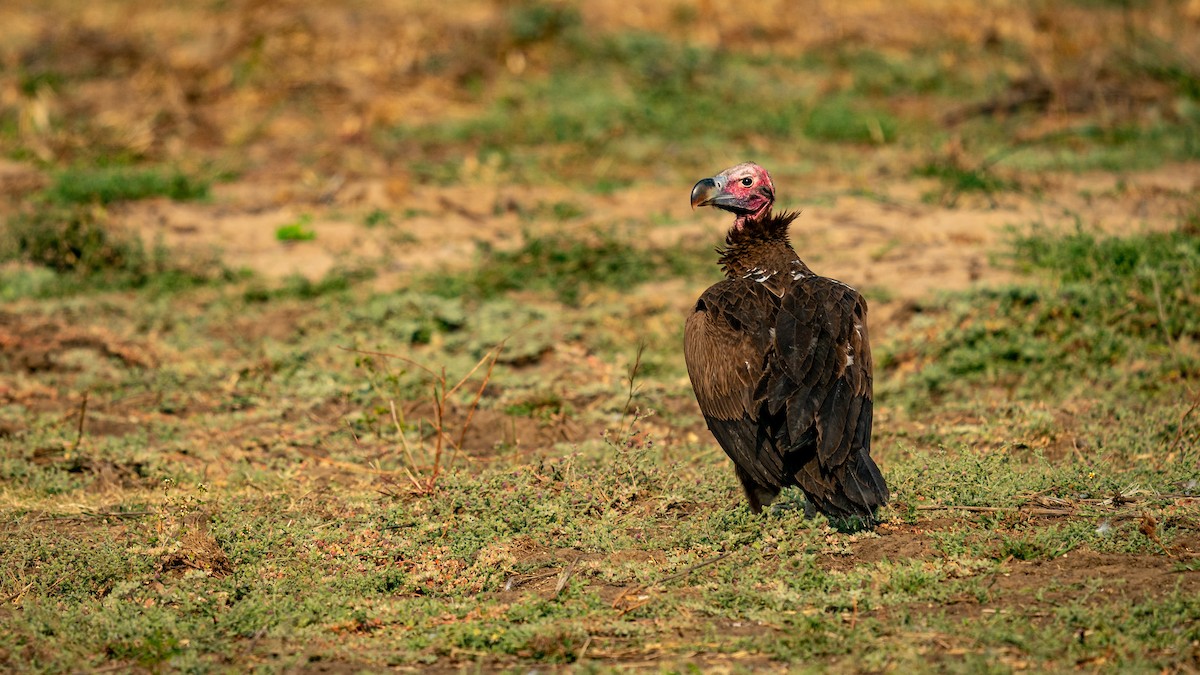 Lappet-faced Vulture - ML253614581