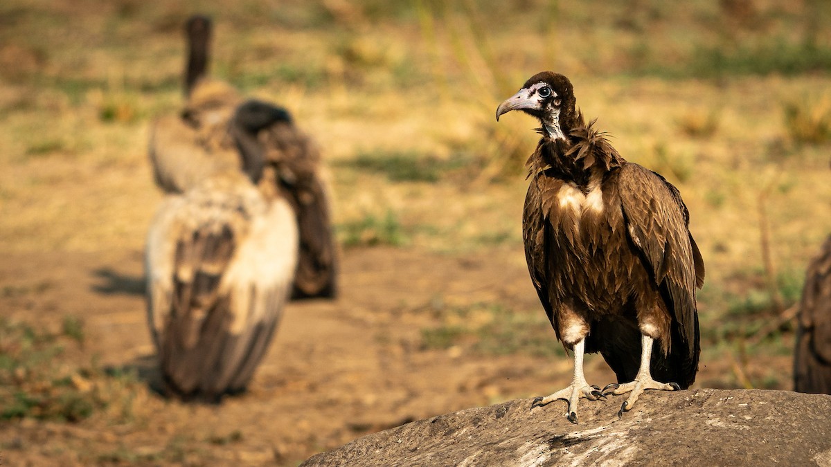 Hooded Vulture - Michael Riffel