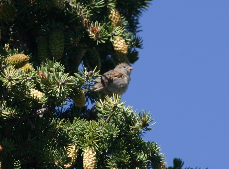 Field Sparrow - ML25361531