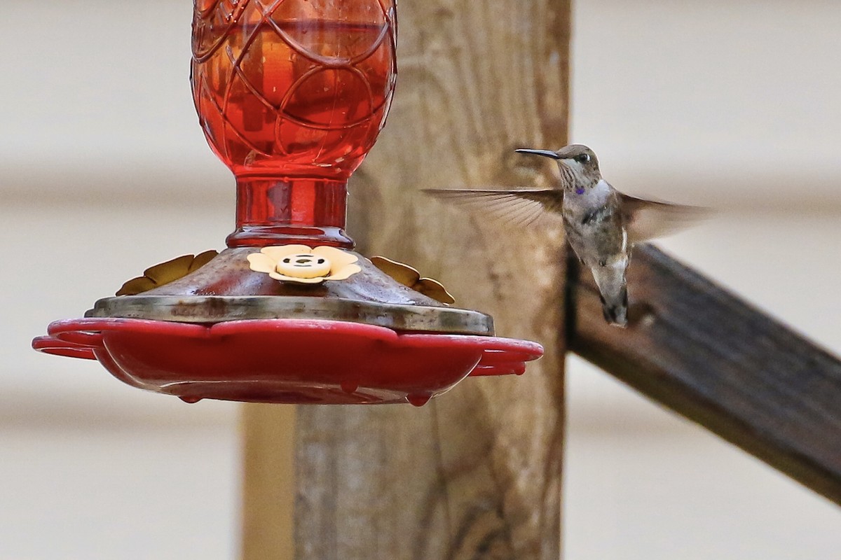 Black-chinned Hummingbird - ML253615481