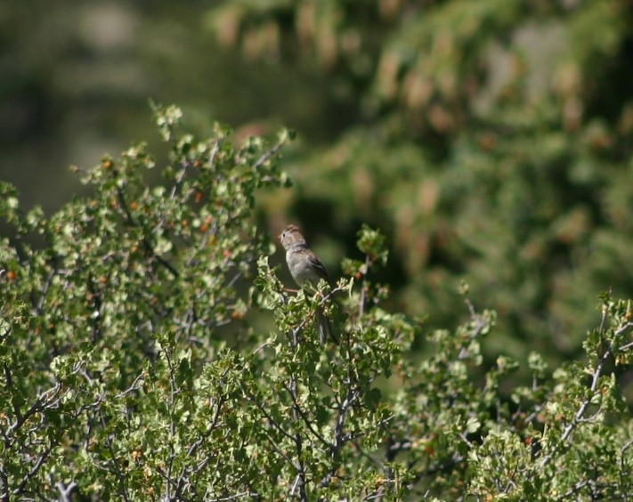 Field Sparrow - ML25361651