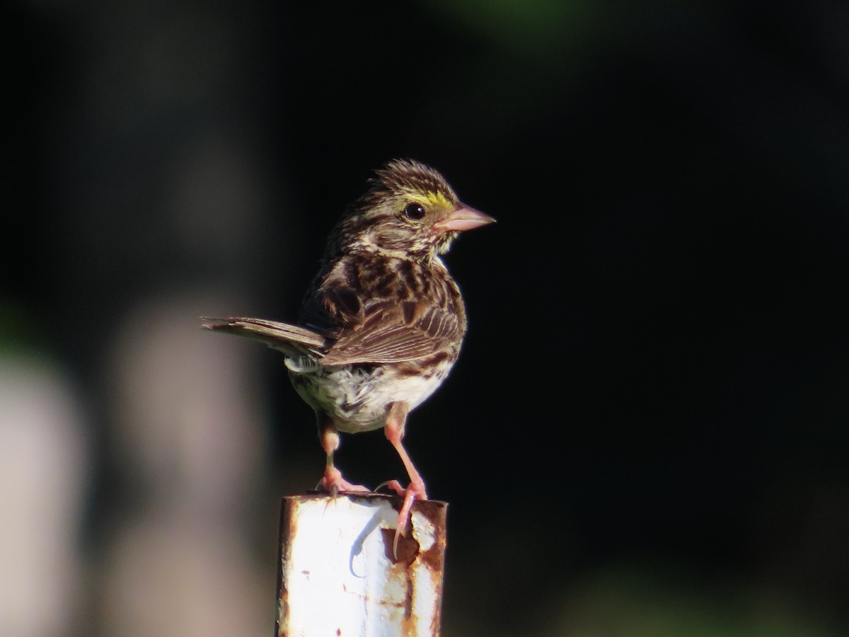 Savannah Sparrow - ML253618081