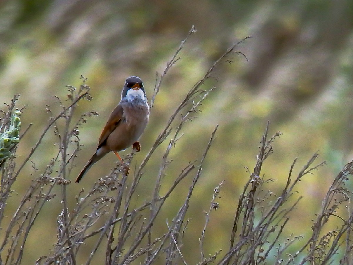 Spectacled Warbler - ML253620431