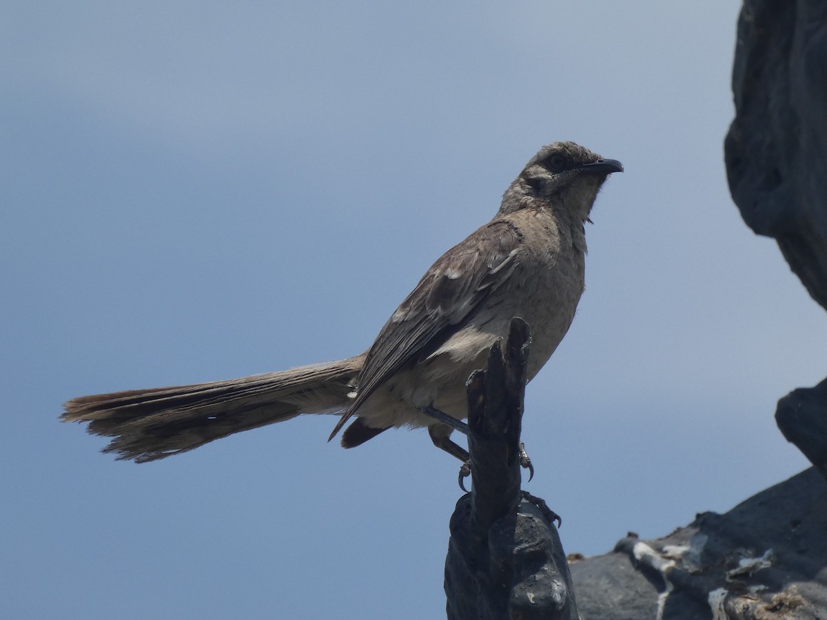 Long-tailed Mockingbird - James Court