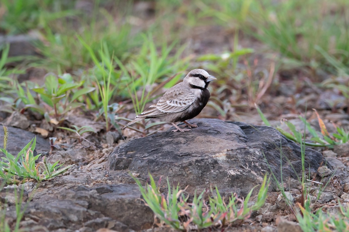 Ashy-crowned Sparrow-Lark - ML253628041