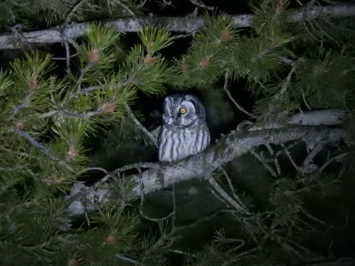 Ebird checklist 5 mar 2016 kilgore yale road 2 species