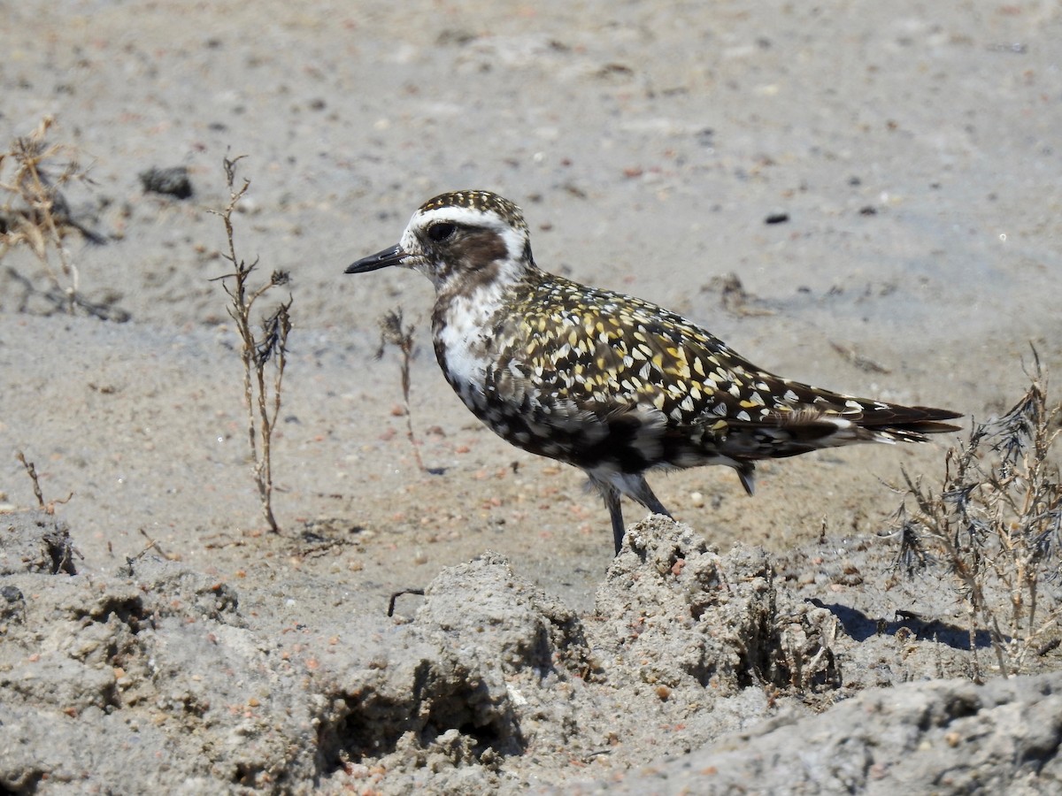 American Golden-Plover - Joey Magerl