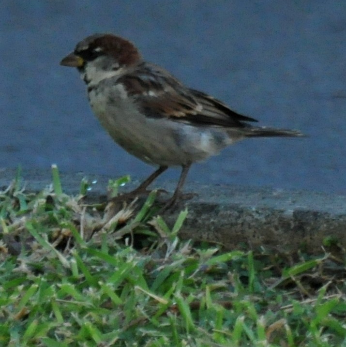 House Sparrow - Diana Flora Padron Novoa
