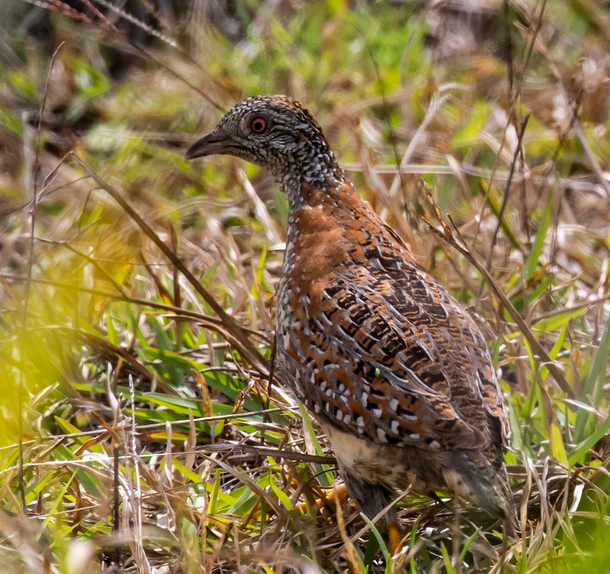 Painted Buttonquail - ML253634841