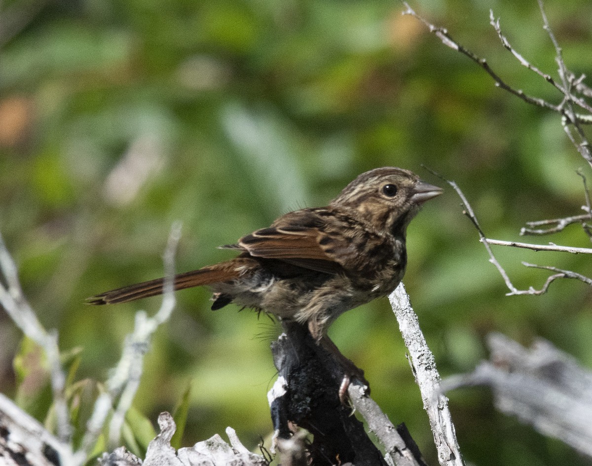 Swamp Sparrow - ML253635671