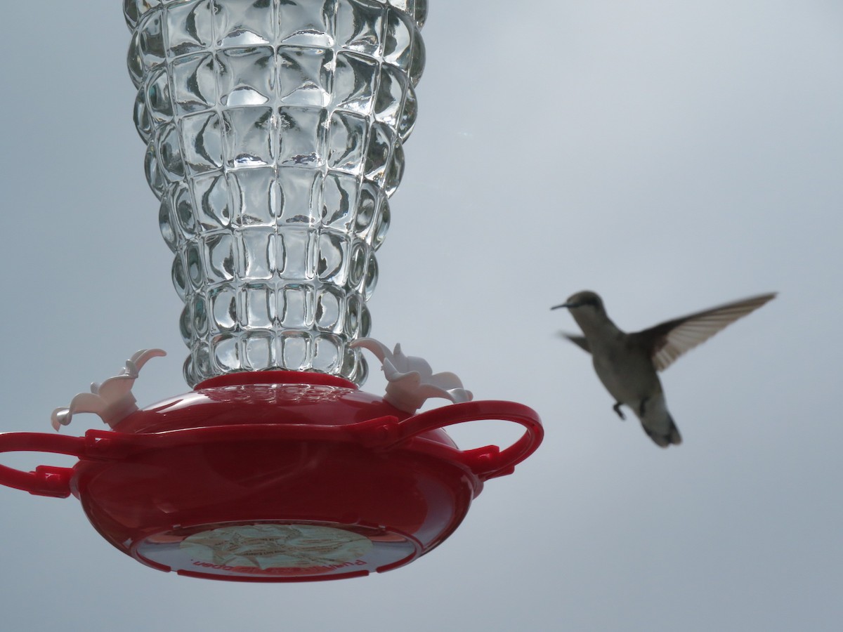 Ruby-throated Hummingbird - ML253636251