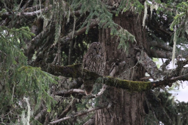 Bird in its habitat; Sichuan, China. - Ural Owl (Pere David's) - 