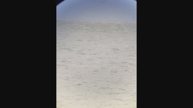 Вильсонова океанида - ML253645811
