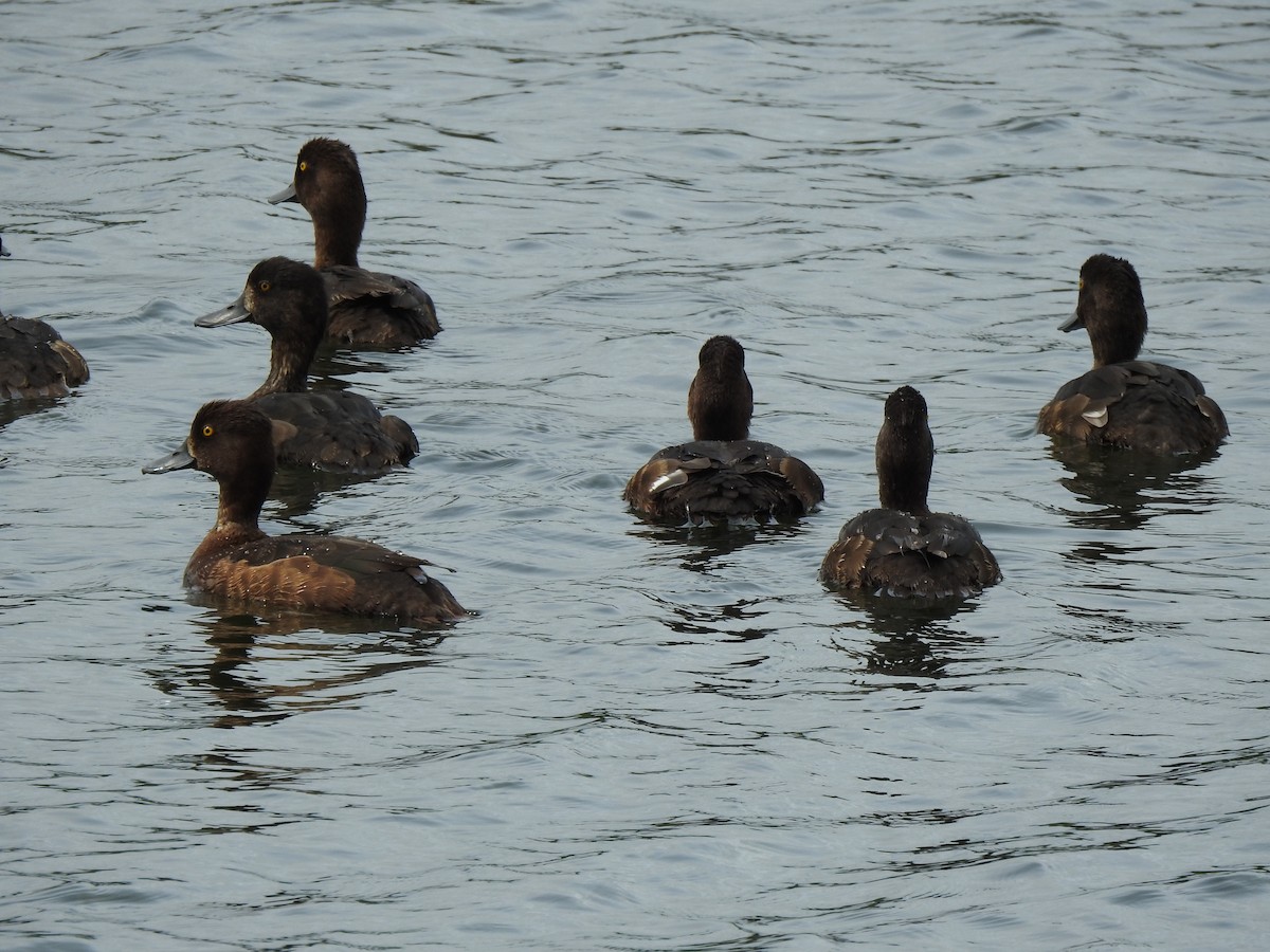 Tufted Duck - ML253648791