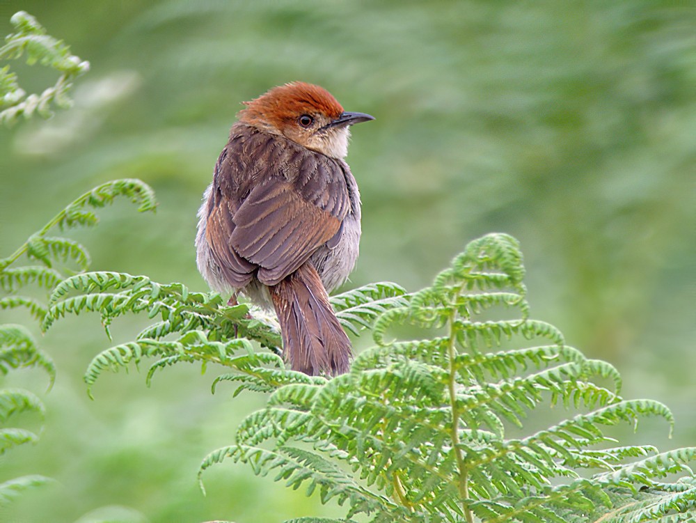Churring Cisticola - eBird