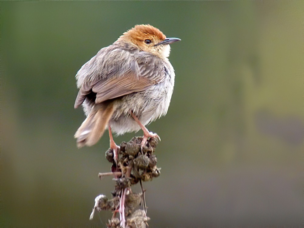 Churring Cisticola - eBird