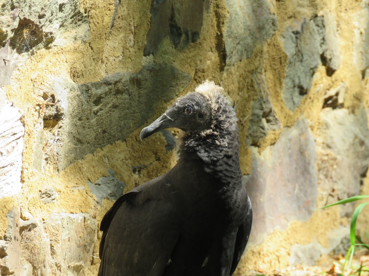 Black Vulture - Linda Millington