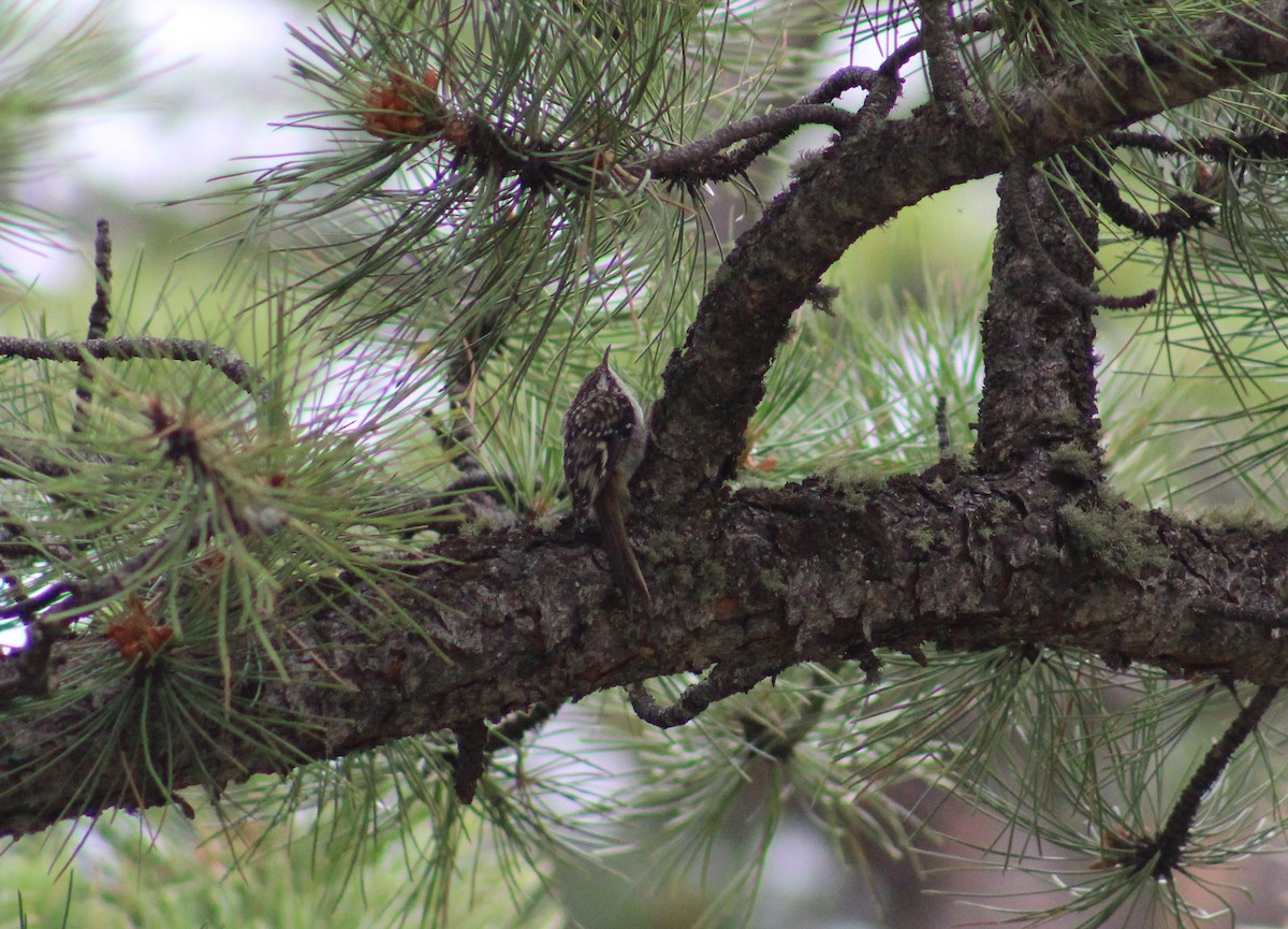 Brown Creeper - Anonymous
