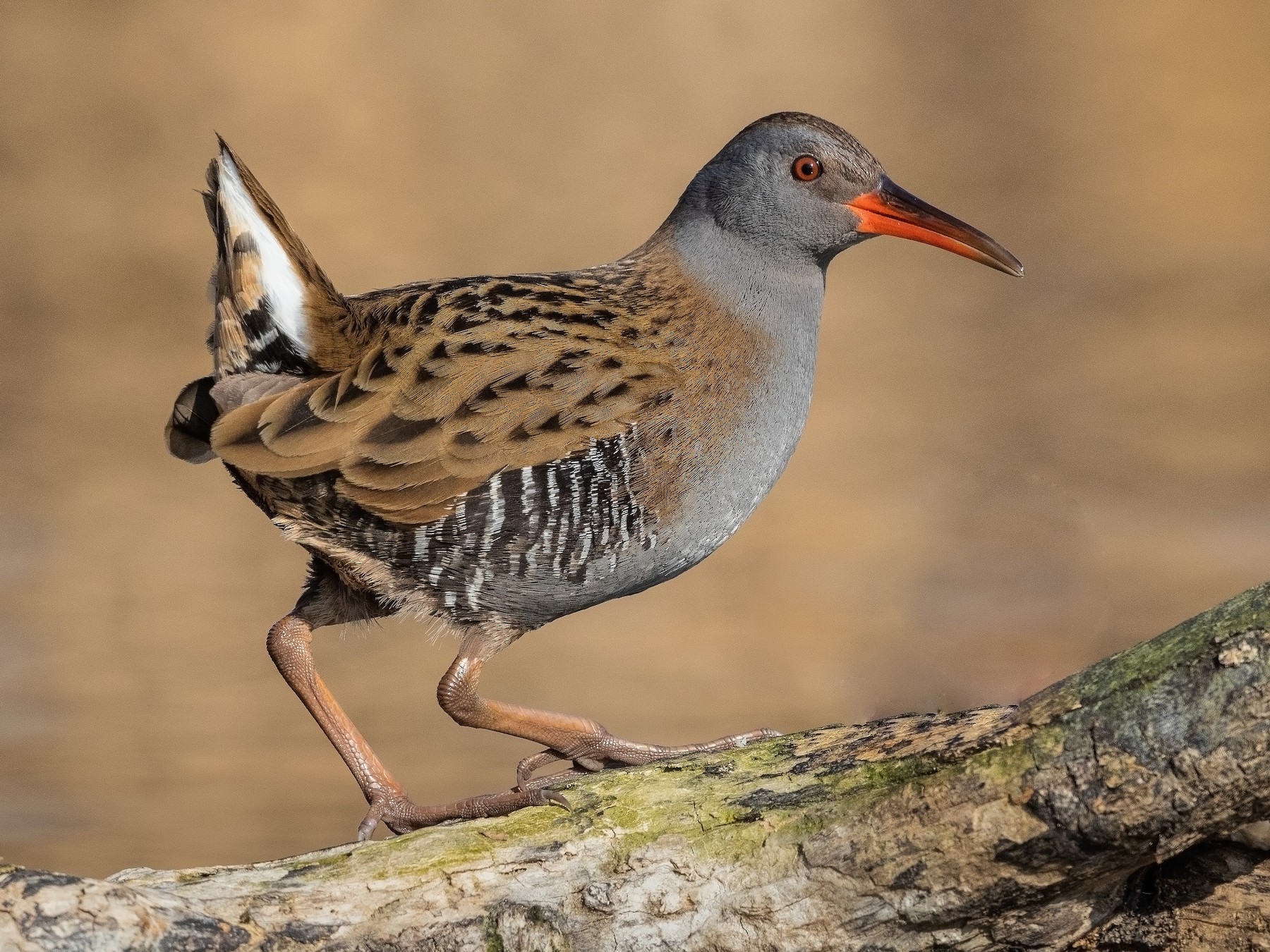 Water Rail - Stefan Hirsch