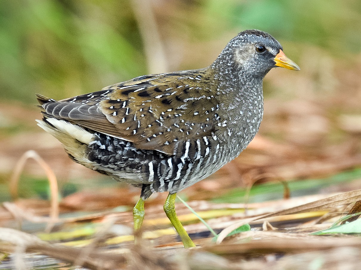 Spotted Crake - Harish Thangaraj