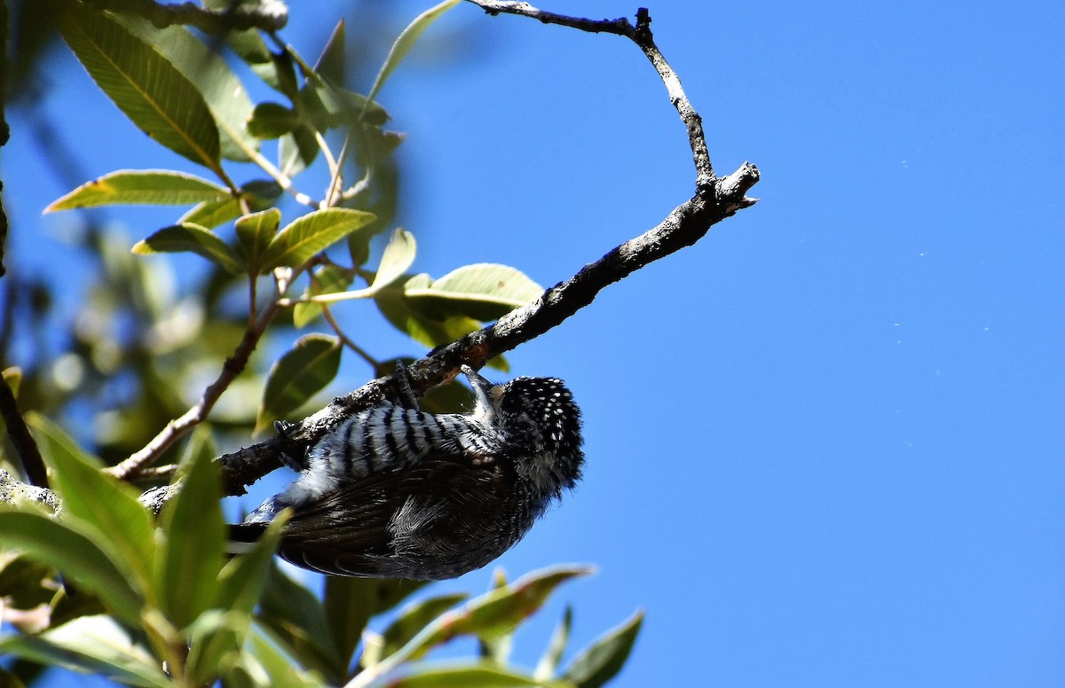 White-barred Piculet - ML253665081